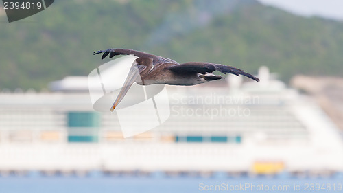 Image of Brown pelican (Pelecanus occidentalis)