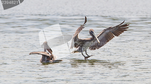 Image of Brown pelican (Pelecanus occidentalis)