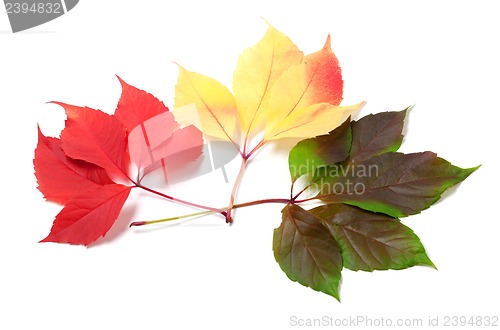 Image of Three leaves of different seasons isolated on white background