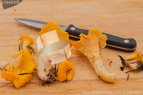 Image of Cleaning up chanterelles