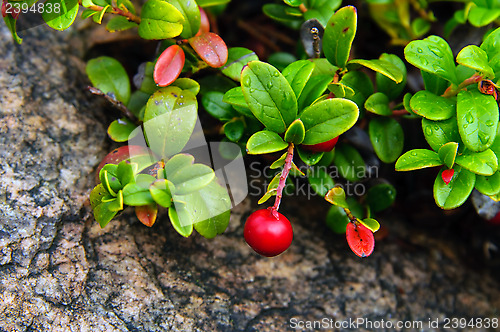 Image of Cranberries against a rock