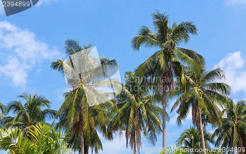 Image of palms against pretty blue sky useful as a background