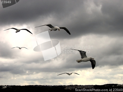 Image of Seagulls