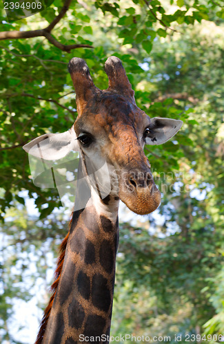 Image of close up of giraffe face