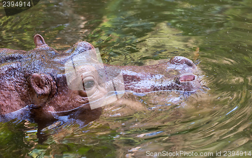 Image of Hippo sitting in the wate