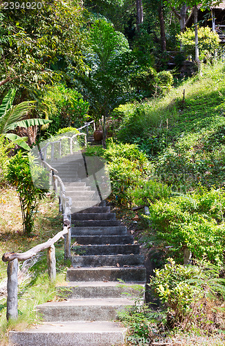 Image of Stairway to jungle