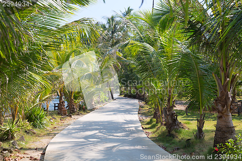 Image of road through the palm trees