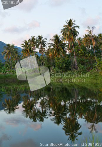 Image of reflection of palm trees on the river