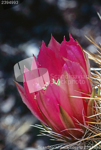 Image of Cactus Flower