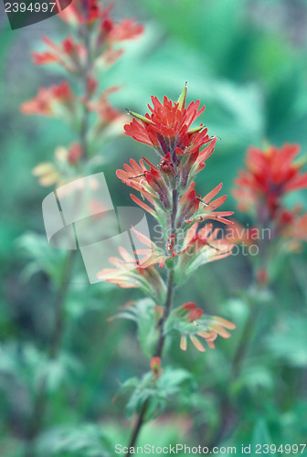 Image of Indian Paintbrush