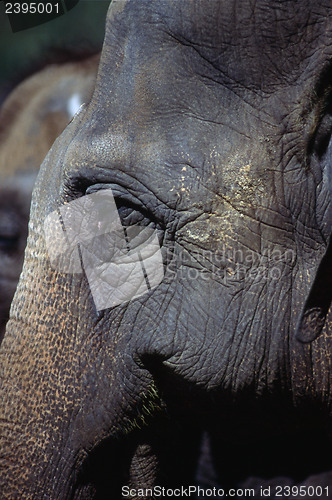 Image of Elephant
