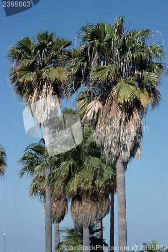 Image of Palm Trees