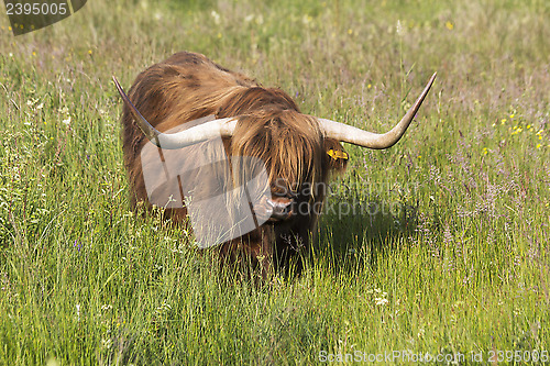 Image of 1430 Highland cattle