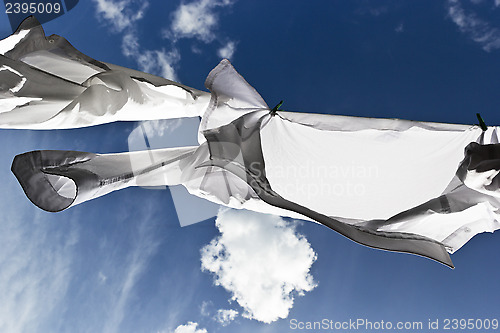 Image of 1444 White shirts drying on washing line