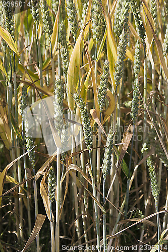 Image of Crops spoiled by rains