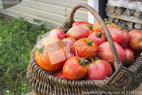 Image of Red tomatoes in a wicker basket