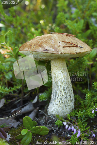 Image of Brown cap boletus in forests