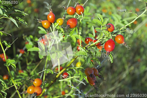 Image of Bush of a  dogrose with red fruits