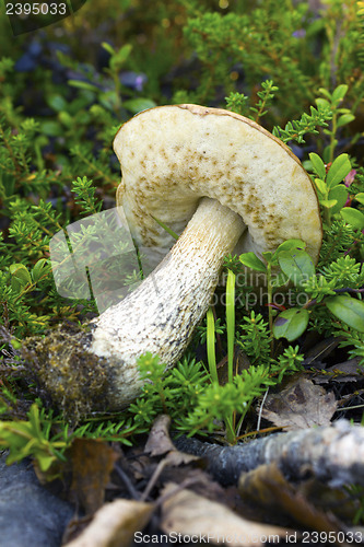 Image of Brown cap boletus