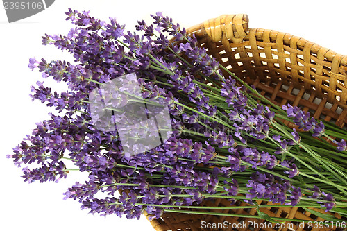 Image of Lavender