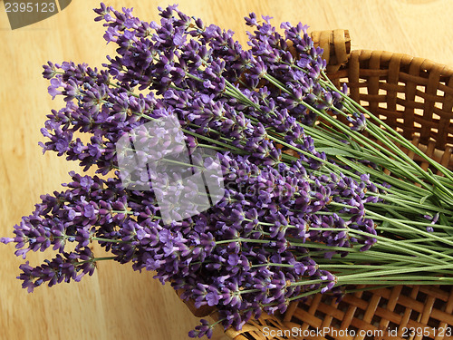 Image of Bunch of lavender
