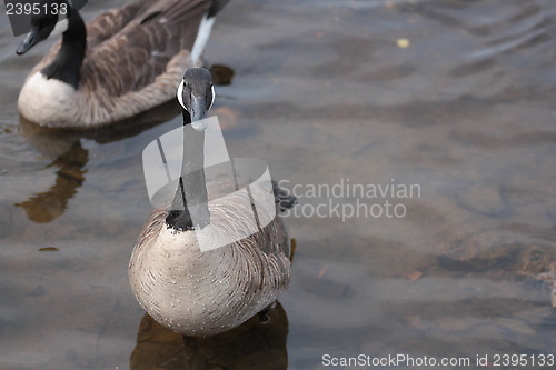 Image of Droplets of water on a goose