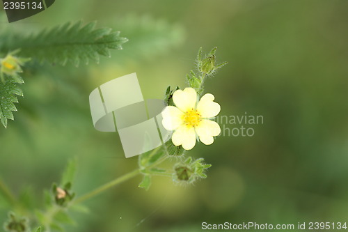 Image of Yellow flower on green bacground 1 