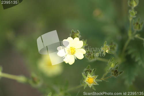 Image of Yellow flower on green background 2