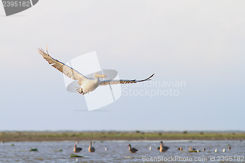 Image of beautiful pelican in flight