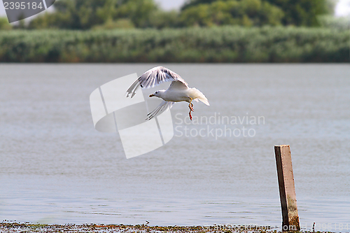 Image of bird taking flight from a wood pile