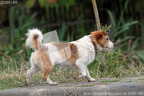Image of brown  and white little dog