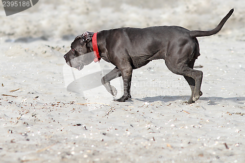 Image of cane corso on the beack