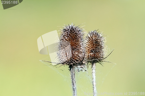 Image of closeup of faded thistle