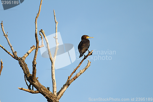 Image of great cormoran on dead tree