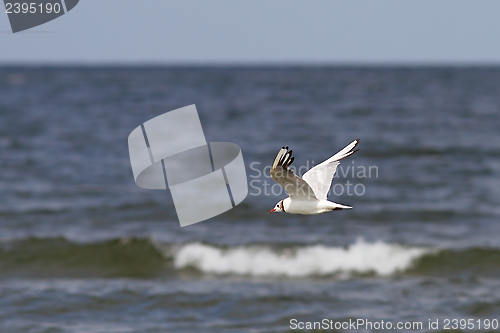 Image of gull in flight over the sea