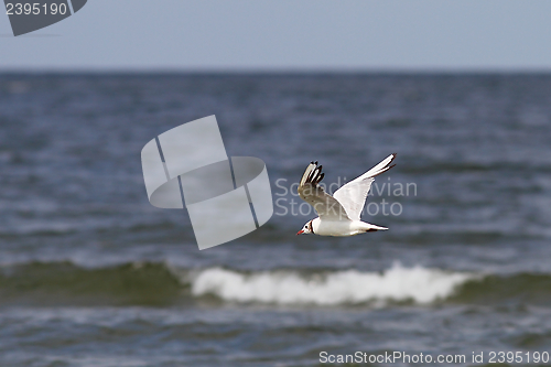 Image of gull in flight over the sea