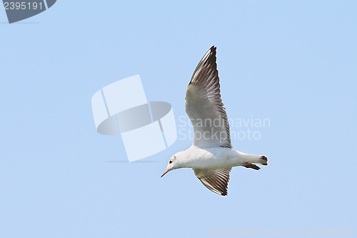 Image of gull over blue sky