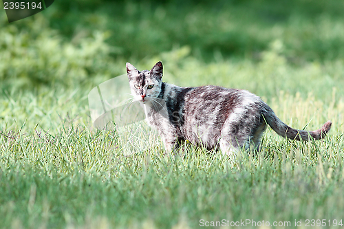 Image of mottled cat in the green grass