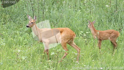Image of roe deer doe and fawn in the grass