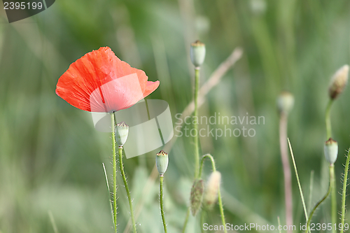 Image of red summer wildflower