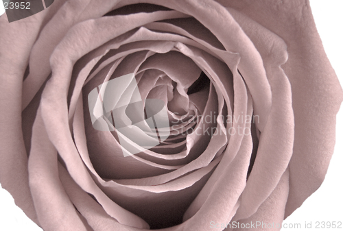 Image of Pale Victorian Rose