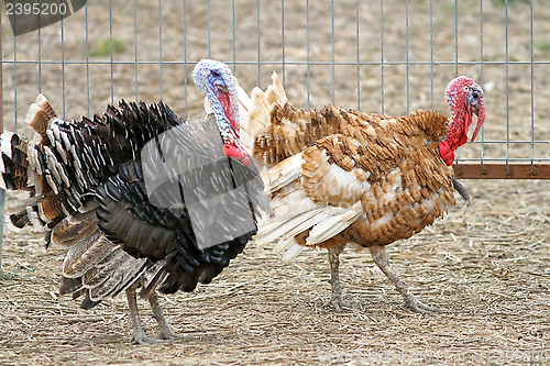 Image of two male turkeys