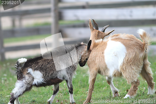 Image of two young goats at the farm