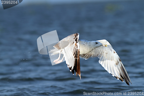 Image of white gull flying over blue water