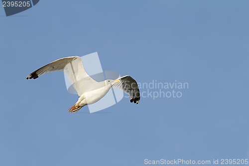 Image of white gull flying sky background