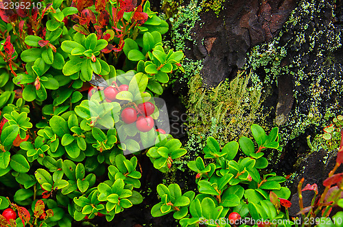 Image of Cranberries