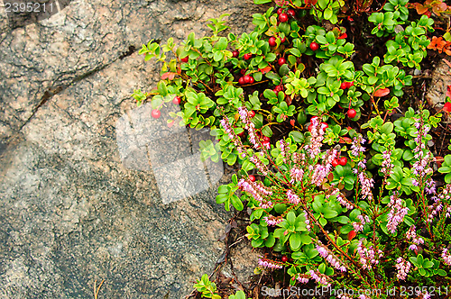 Image of Heather and cranberries against rock