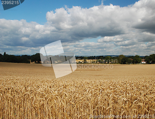 Image of Clouds gathering over a wheat field