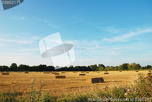 Image of Flock of birds above a field of straw bales