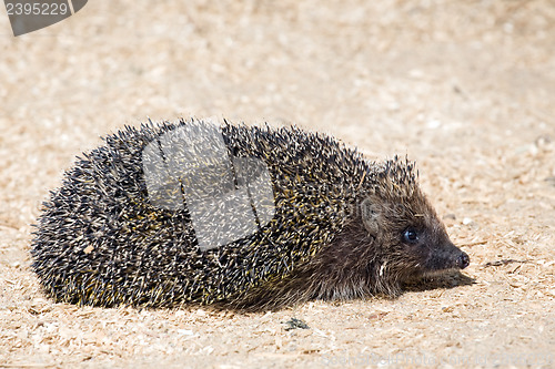 Image of hedgehog